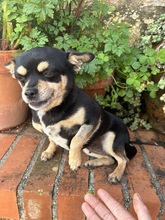 SASHA, Hund, Chihuahua in Brühl - Bild 1