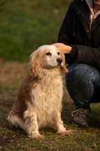 FIDGET, Hund, Spaniel in Aurich - Bild 1