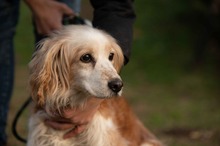 FIDGET, Hund, Spaniel in Aurich - Bild 10