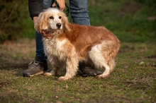 FIDGET, Hund, Spaniel in Aurich - Bild 11