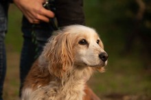 FIDGET, Hund, Spaniel in Aurich - Bild 12