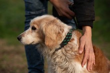 FIDGET, Hund, Spaniel in Aurich - Bild 13