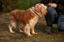 FIDGET, Hund, Spaniel in Aurich - Bild 14