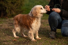 FIDGET, Hund, Spaniel in Aurich - Bild 15