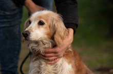 FIDGET, Hund, Spaniel in Aurich - Bild 16