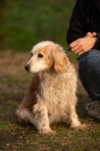 FIDGET, Hund, Spaniel in Aurich - Bild 17