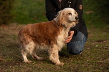 FIDGET, Hund, Spaniel in Aurich - Bild 18