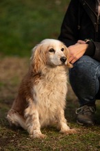 FIDGET, Hund, Spaniel in Aurich - Bild 2