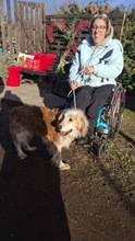 FIDGET, Hund, Spaniel in Aurich - Bild 3