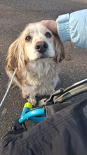 FIDGET, Hund, Spaniel in Aurich - Bild 6