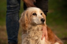 FIDGET, Hund, Spaniel in Aurich - Bild 8