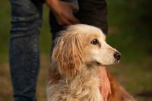 FIDGET, Hund, Spaniel in Aurich - Bild 9