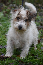 TORPEDO, Hund, Mischlingshund in Ungarn - Bild 1