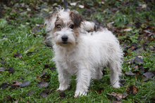 TORPEDO, Hund, Mischlingshund in Ungarn - Bild 2