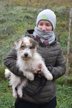 TORPEDO, Hund, Mischlingshund in Ungarn - Bild 3