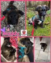 MADDY 032-25-THAN, Hund, Mischlingshund in Fellbach - Bild 1