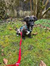 MADDY 032-25-THAN, Hund, Mischlingshund in Fellbach - Bild 3