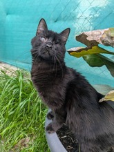 WARLOCK, Katze, Europäisch Kurzhaar in Zypern - Bild 1