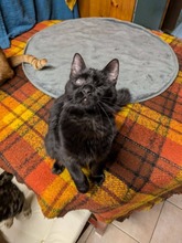 WARLOCK, Katze, Europäisch Kurzhaar in Zypern - Bild 2