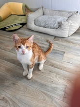 CAPPER, Katze, Europäisch Kurzhaar in Zypern - Bild 1