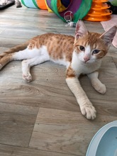 CAPPER, Katze, Europäisch Kurzhaar in Zypern - Bild 2