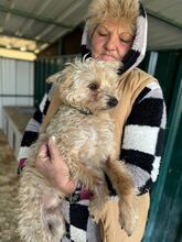 FRIZZ, Hund, Bichon à poil frisé-Mix in Rumänien - Bild 2