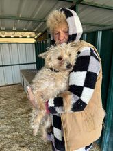 FRIZZ, Hund, Bichon à poil frisé-Mix in Rumänien - Bild 4