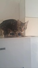 CHELSEA, Katze, Europäisch Kurzhaar in Zypern - Bild 2