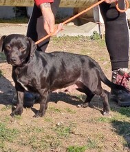 PIPSY, Hund, Mischlingshund in Nörten-Hardenberg - Bild 1