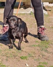 PIPSY, Hund, Mischlingshund in Nörten-Hardenberg - Bild 2