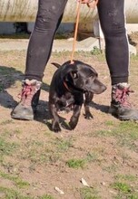 PIPSY, Hund, Mischlingshund in Nörten-Hardenberg - Bild 3