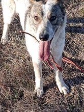 MATI, Hund, Mischlingshund in Rumänien - Bild 3