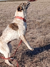 MATI, Hund, Mischlingshund in Rumänien - Bild 5