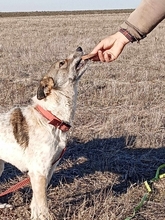 MATI, Hund, Mischlingshund in Rumänien - Bild 6