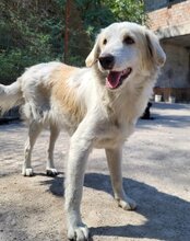 RIKU, Hund, Golden Retriever-Mix in Kroatien - Bild 1