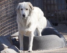 RIKU, Hund, Golden Retriever-Mix in Kroatien - Bild 10