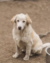 RIKU, Hund, Golden Retriever-Mix in Kroatien - Bild 12