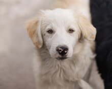 RIKU, Hund, Golden Retriever-Mix in Kroatien - Bild 15