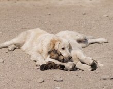 RIKU, Hund, Golden Retriever-Mix in Kroatien - Bild 16