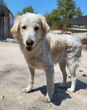 RIKU, Hund, Golden Retriever-Mix in Kroatien - Bild 2