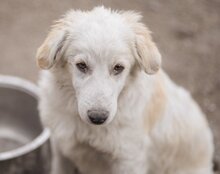 RIKU, Hund, Golden Retriever-Mix in Kroatien - Bild 20