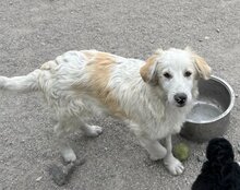 RIKU, Hund, Golden Retriever-Mix in Kroatien - Bild 21