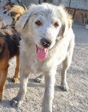 RIKU, Hund, Golden Retriever-Mix in Kroatien - Bild 22