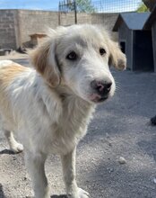 RIKU, Hund, Golden Retriever-Mix in Kroatien - Bild 23