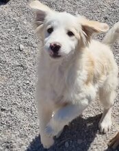 RIKU, Hund, Golden Retriever-Mix in Kroatien - Bild 25