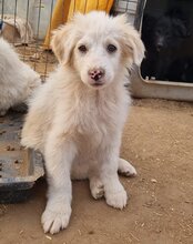 RIKU, Hund, Golden Retriever-Mix in Kroatien - Bild 29