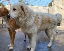 RIKU, Hund, Golden Retriever-Mix in Kroatien - Bild 3