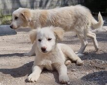 RIKU, Hund, Golden Retriever-Mix in Kroatien - Bild 30