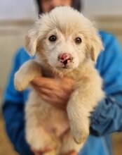 RIKU, Hund, Golden Retriever-Mix in Kroatien - Bild 31