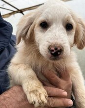 RIKU, Hund, Golden Retriever-Mix in Kroatien - Bild 33